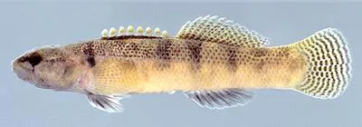 Fantail darter (Etheostoma flabellare)