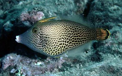 Fantail filefish (Pervagor spilosoma)