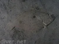Fantail flounder (Xystreurys liolepis)