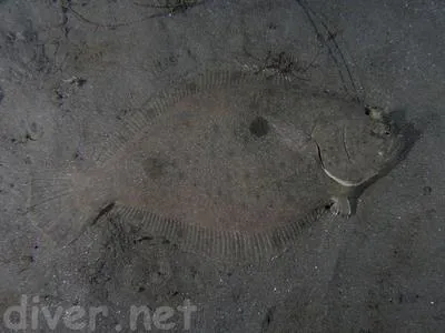 Fantail flounder (Xystreurys liolepis)