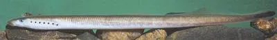 Far Eastern brook lamprey (Lethenteron reissneri)