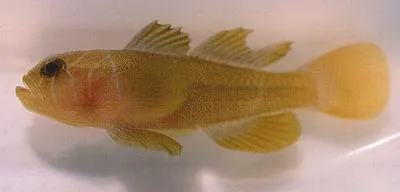Farcimen goby (Priolepis farcimen)