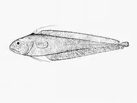 Fat-headed cod (Guttigadus globiceps)