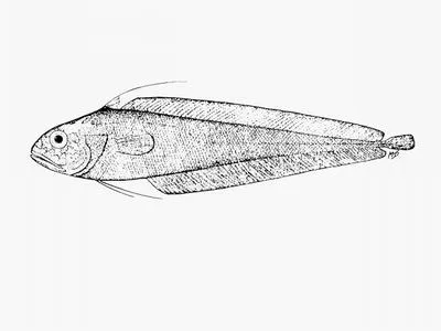 Fat-headed cod (Guttigadus globiceps)
