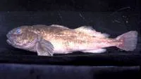 Fat sculpin (Batrachocottus nikolskii)