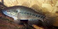 Fat sleeper (Dormitator maculatus)