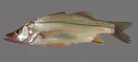 Fat snook (Centropomus parallelus)