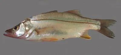 Fat snook (Centropomus parallelus)