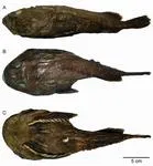 Fathead (Cottunculus granulosus)