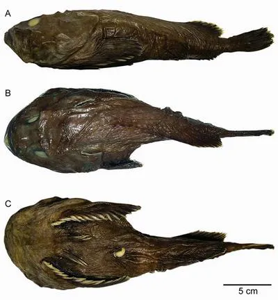 Fathead (Cottunculus granulosus)