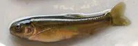 Fathead minnow (Pimephales promelas)