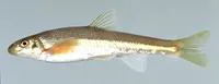 Fatlips minnow (Phenacobius crassilabrum)