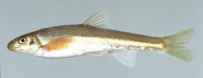 Fatlips minnow (Phenacobius crassilabrum)