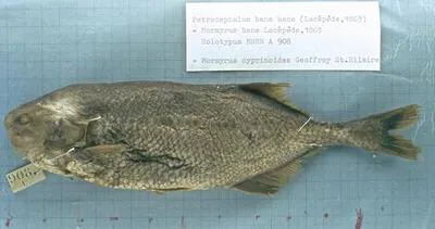 Faya / Okpukpu / Suwun (Petrocephalus bane bane)