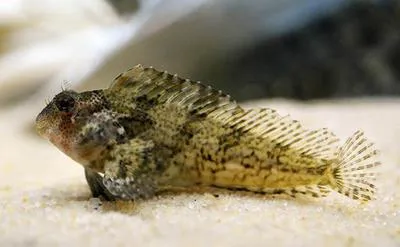 Feather blenny (Hypsoblennius hentz)