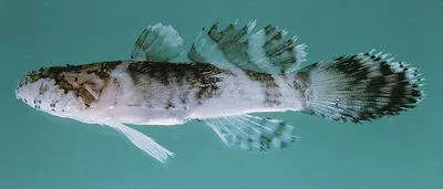 Feather goby (Callogobius plumatus)
