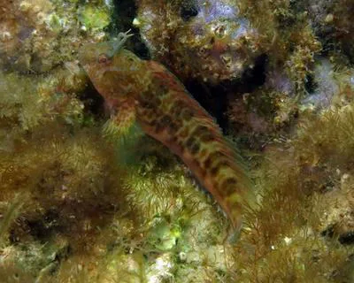 Featherduster blenny (Hypleurochilus multifilis)