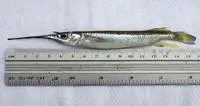 Feathered river-garfish (Zenarchopterus dispar)