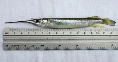 Feathered river-garfish (Zenarchopterus dispar)