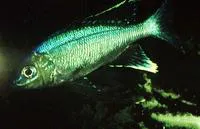 Featherfin cichlid (Cyathopharynx furcifer)