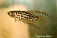 Featherfin pearlfish (Simpsonichthys constanciae)