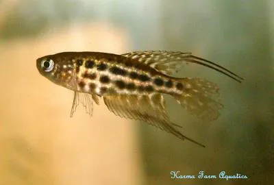 Featherfin pearlfish (Simpsonichthys constanciae)