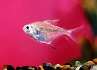 Featherfin tetra (Hemigrammus unilineatus)