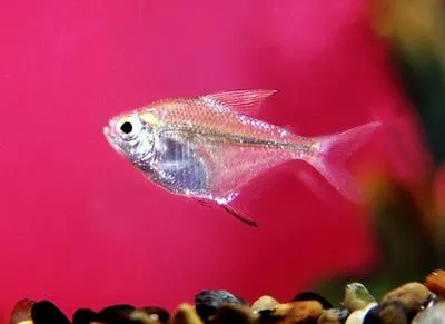 Featherfin tetra (Hemigrammus unilineatus)