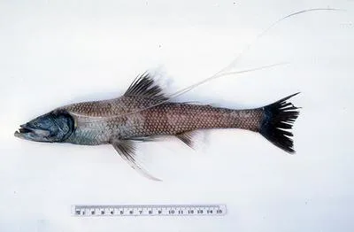 Feeler fish (Bathypterois longifilis)