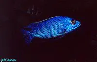 Fenestratus (Protomelas fenestratus)