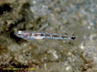 Ferrer's goby (Pseudaphya ferreri)