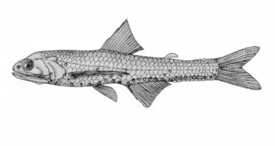 Festive lanternfish (Lampanyctus festivus)