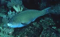 Festive parrotfish (Scarus festivus)