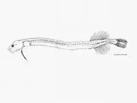 Festive ribbonfish (Eutaeniophorus festivus)