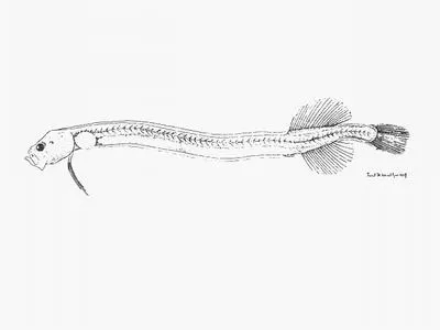 Festive ribbonfish (Eutaeniophorus festivus)