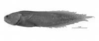 Few-pored coralbrotula (Diancistrus manciporus)