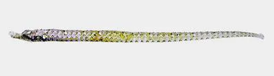 Few-rayed pipefish (Bhanotia pauciradiata)