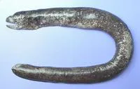 Few-vertebrae moray (Uropterygius oligospondylus)