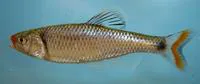 Fieryblack shiner (Cyprinella pyrrhomelas)