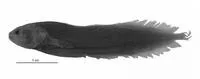 Fiji coralbrotula (Diancistrus fijiensis)