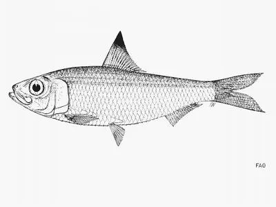 Fiji sardinella (Sardinella fijiense)