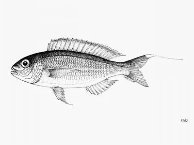 Fiji threadfin bream (Nemipterus vitiensis)