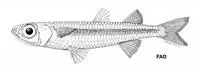 Fijian silverside (Hypoatherina ovalaua)