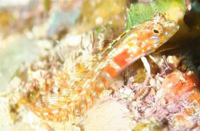 Filament blenny (Emblemaria hyltoni)