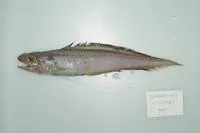Filament cusk (Homostolus acer)