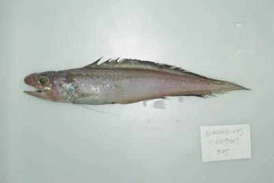 Filament cusk (Homostolus acer)