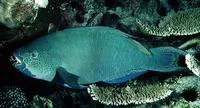Filament-finned parrotfish (Scarus altipinnis)