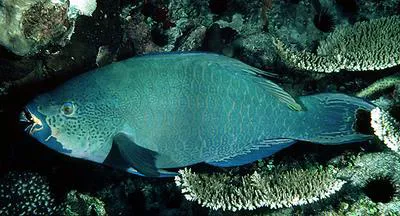Filament-finned parrotfish (Scarus altipinnis)