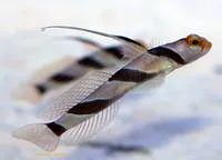 Filament-finned prawn-goby (Stonogobiops nematodes)