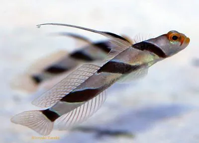 Filament-finned prawn-goby (Stonogobiops nematodes)